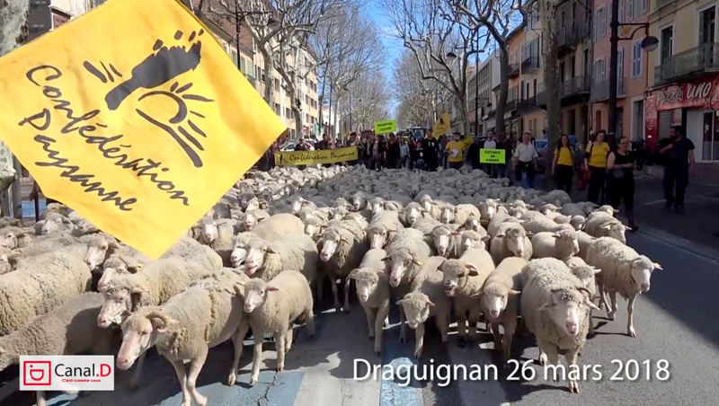 Draguignan : Eleveurs et brebis dans la ville !