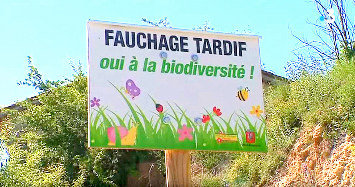 Draguignan: Pas de fauchage en bord de route pour préserver la biodiversité !