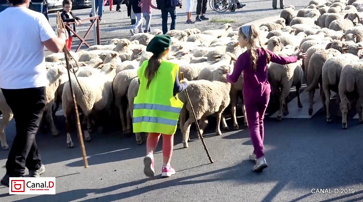 Vins,Terroirs et Moutons dans la ville : Un Salon émotion