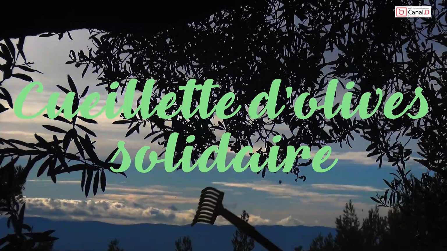 Draguignan : Une cueillette d’Olives solidaire !