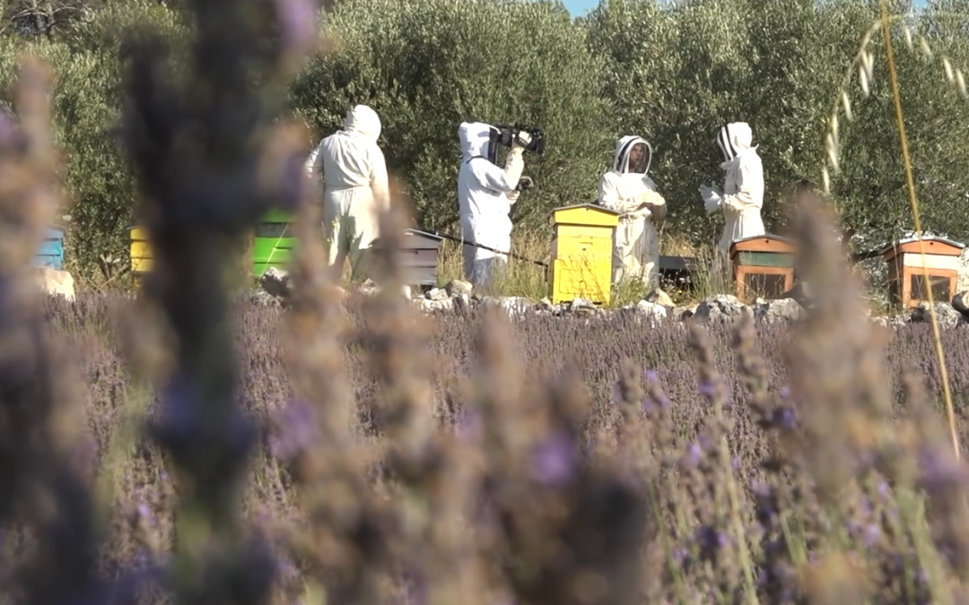 Le Miel Martine – l’élixir des abeilles