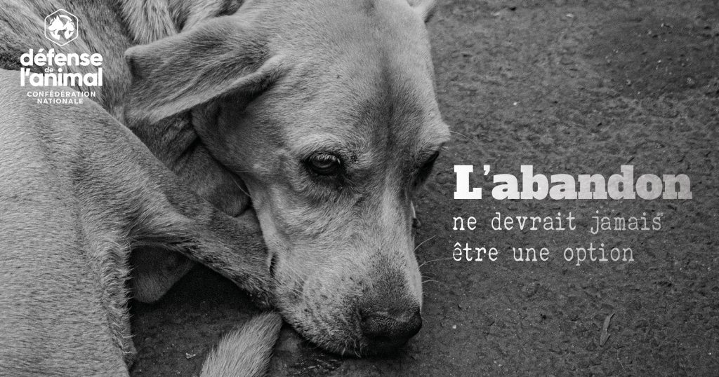SPA: L’abandon des animaux, un acte de maltraitance.