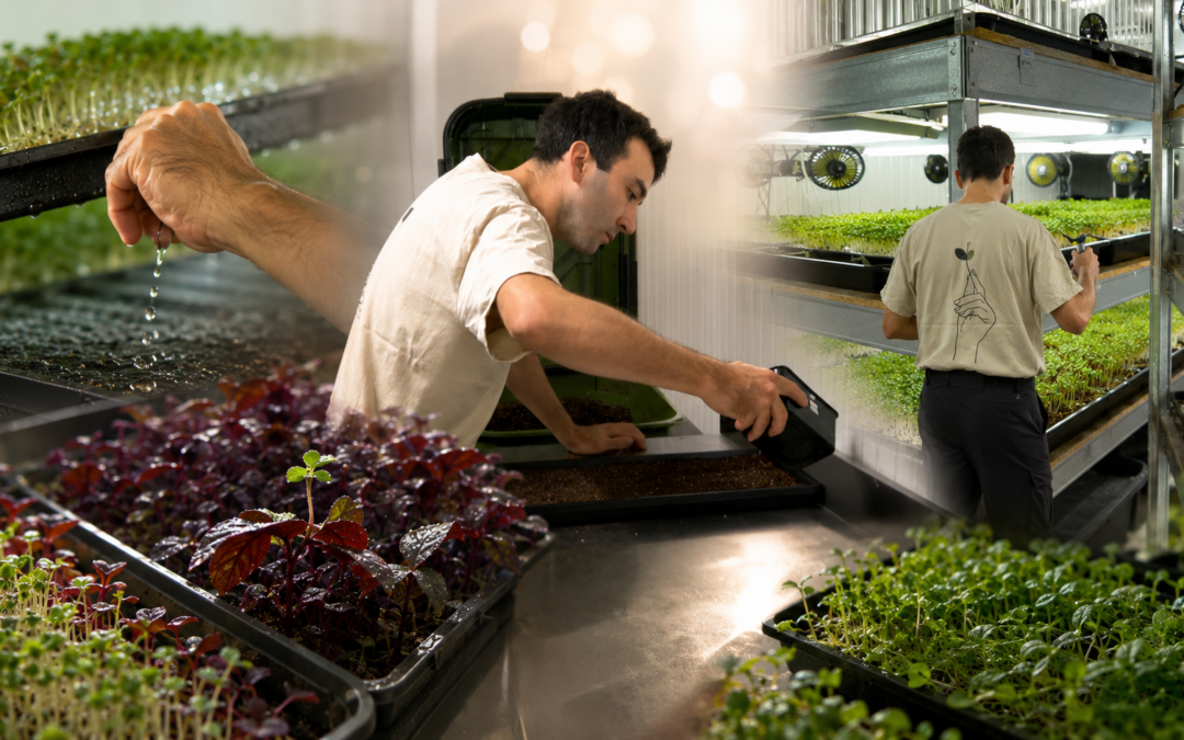 Micropousses à Draguignan : quand l’agriculture urbaine cultive fraîcheur et saveurs